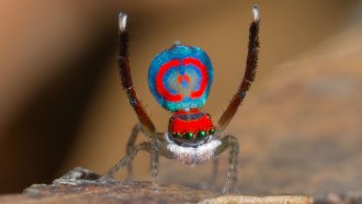 peacock spider