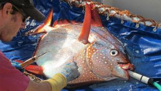 The opah is the fish closest to the whole-body warm-bloodedness typical of mammals and birds. This trait may give the species an edge in the ocean’s cold depths.