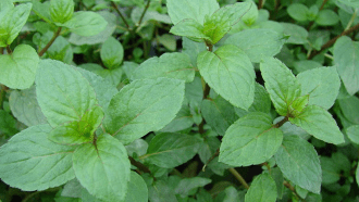 Peppermint plants can pick up nicotine from cigarette smoke or from tobacco dropped onto their soil.