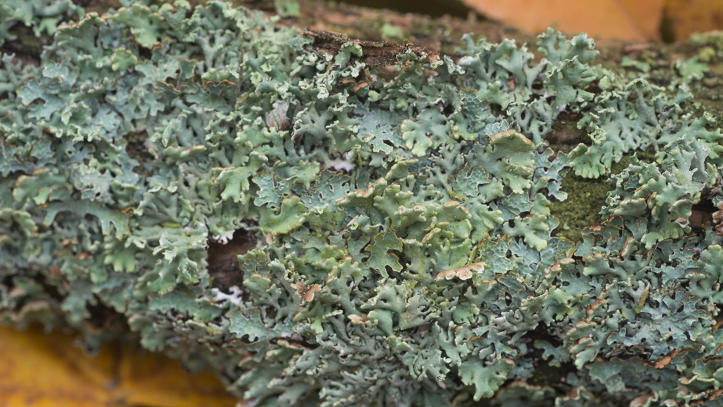 lichen