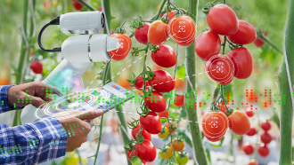a photo of hands holding a futuristic tablet interacting with a tomato crop