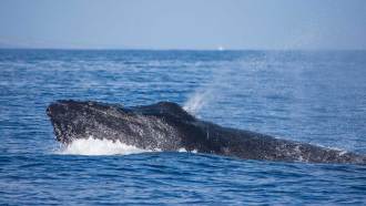 a photo of a humback whale surfaceing and spouting water