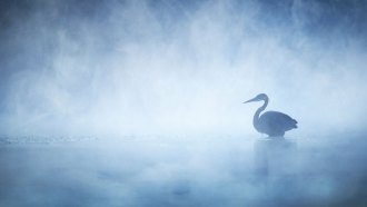 a great blue heron stands in morning mist