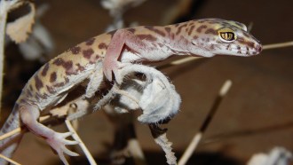 a western banded gecko perched on a branch
