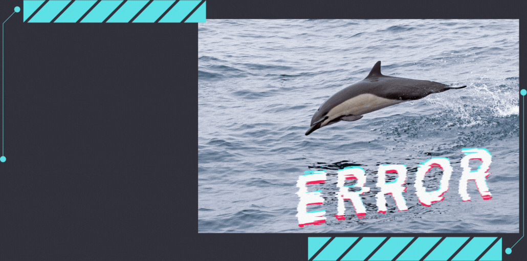 An animation showing a falcon and a common dolphin in the same box. Text in the lower right reads "Fastest Marine Mammal ???" and points to the falcon. Text on the bottom right, overlaid over the dolphin image, reads "ERROR" and blinks.