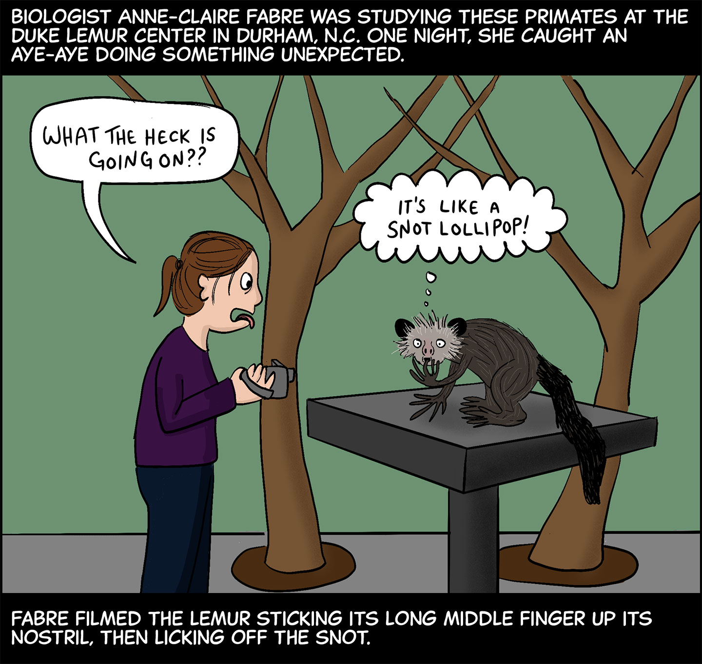 Panel 4. Text (above image): Biologist Anne-Claire Fabre was studying these primates at the Duke Lemur Center in Durham, N.C. One night, she caught an aye-aye doing something unexpected. Image: A brunette white woman holding a video camera is watching an aye-aye standing on a waist-heigh platform and picking its nose. Fake trees stand in the background of the room. The woman is sticking out her tongue and saying, “What the heck is going on??” while the aye-aye thinks, “It’s like a snot lollipop!” Text (below image): Fabre filmed the lemur sticking its long middle finger up its nostril, then licking off the snot. 