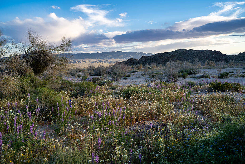 a photo of the desert during a super bloom. The normally dry and barren landscape is carpeted in lush green plants and multicolored wildflowers.