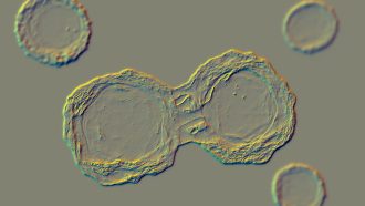 A microscope slide shows two transparent and circular stem cells dividing. They are surrounded by three smaller stem cells.
