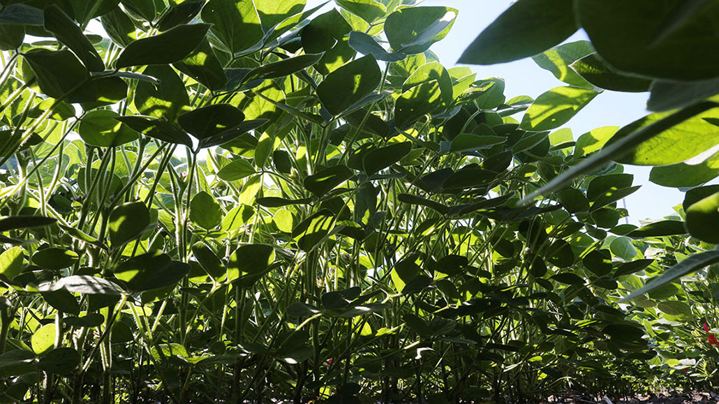 a view of rows of bean plants from the ground looking up through the leaves. Sunlight is filtering down through the leaves.