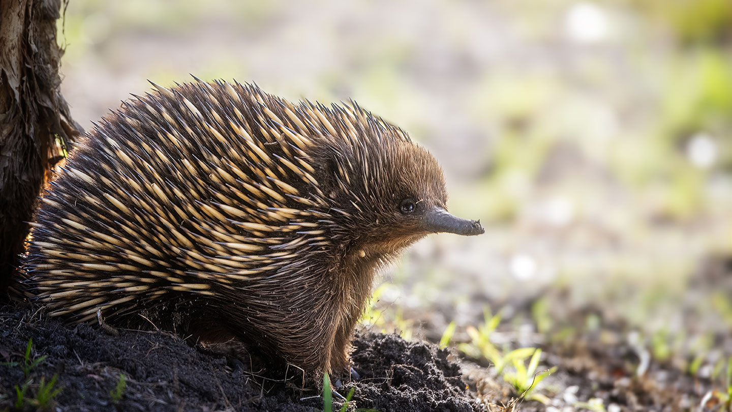 a short beaked echidna, spiky on top and furry on the bottom - it resembles a hedgehod with an elongated nose