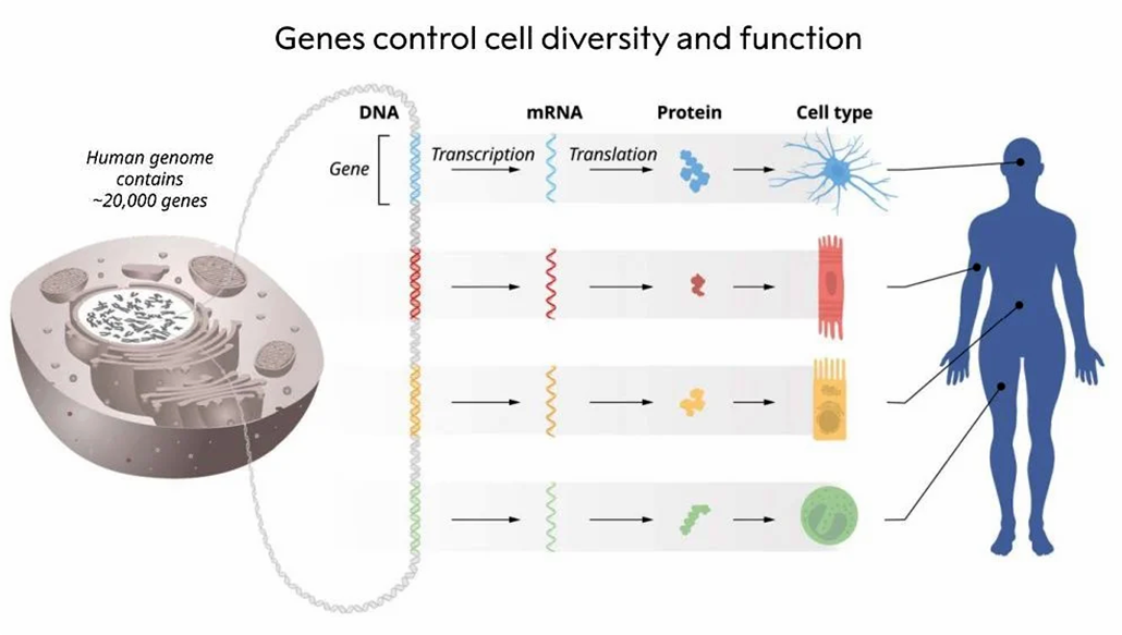 a diagram showing how cells take information from DNA and turn it in to proteins