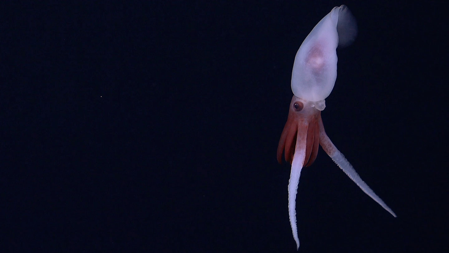 a still image from video footage of a live Promachoteuthis squid.