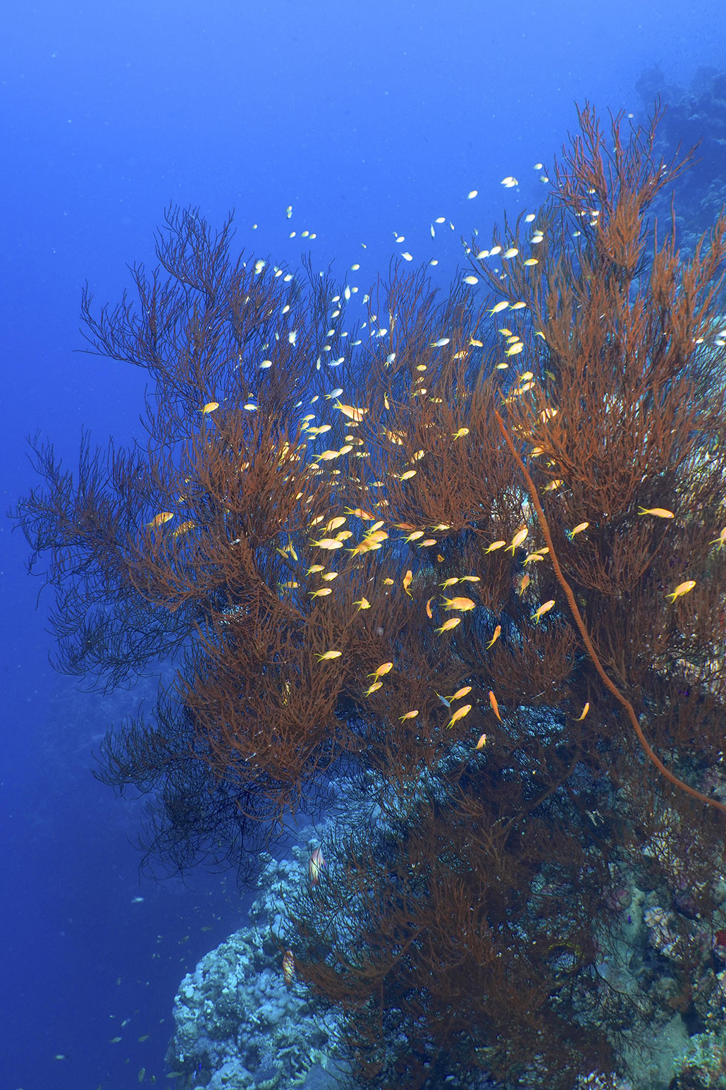 a photo of a colorful coral reef with yellow fish darting in and out