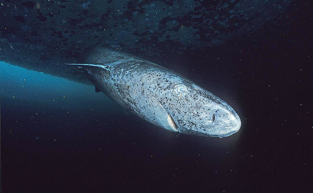 an underwater photo of a Greenland shark, with mottled blue grey skin swimming just under ice