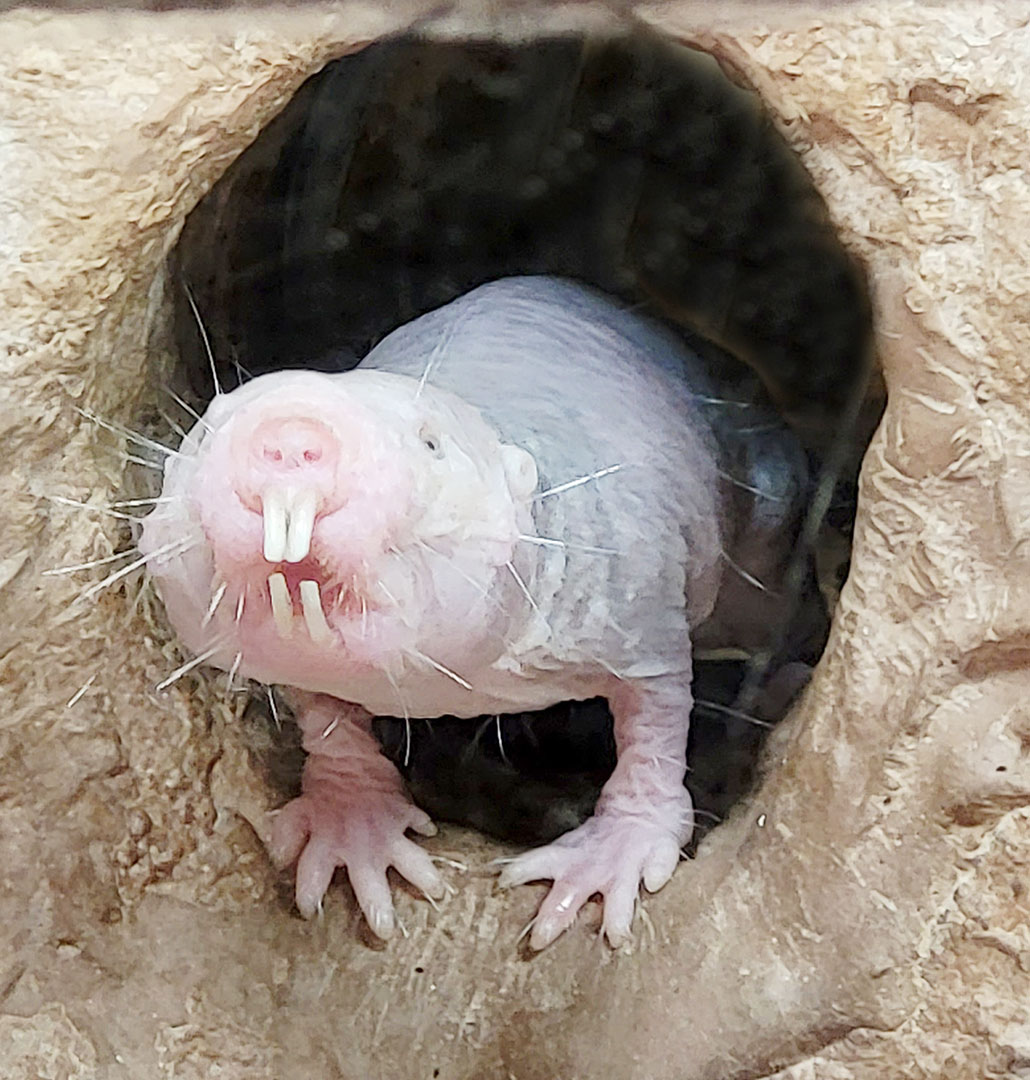 A naked mole rat (a pale wrinkly hairless rodent with large top front and bottom teet) pokes its head out of a hole.