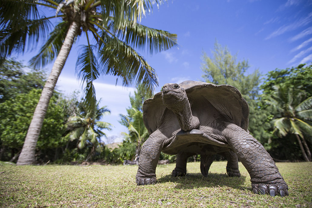 a photo of a giant tortoise towering over the camera (at grass height) in a tropical setting