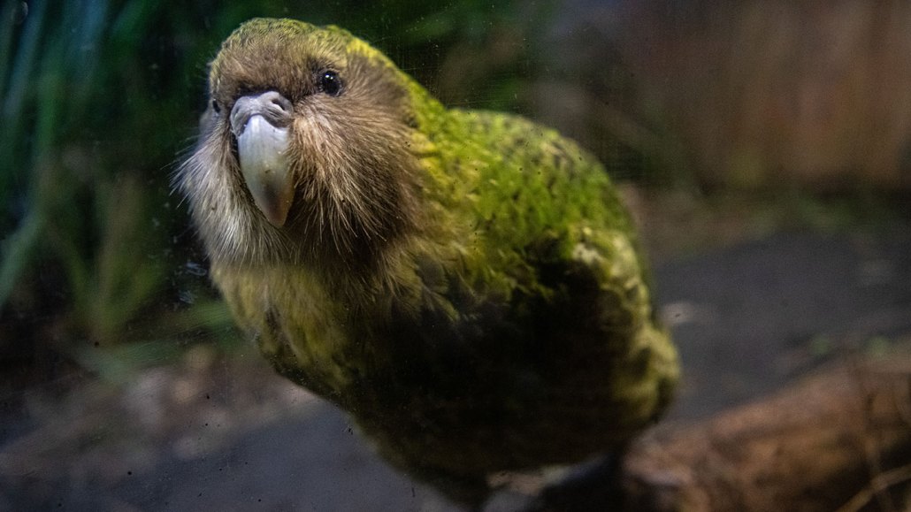 Sirocco the kākāpō gets close to the glass to look back at his audience. He is a large green parrot-like bird with a grey beak.
