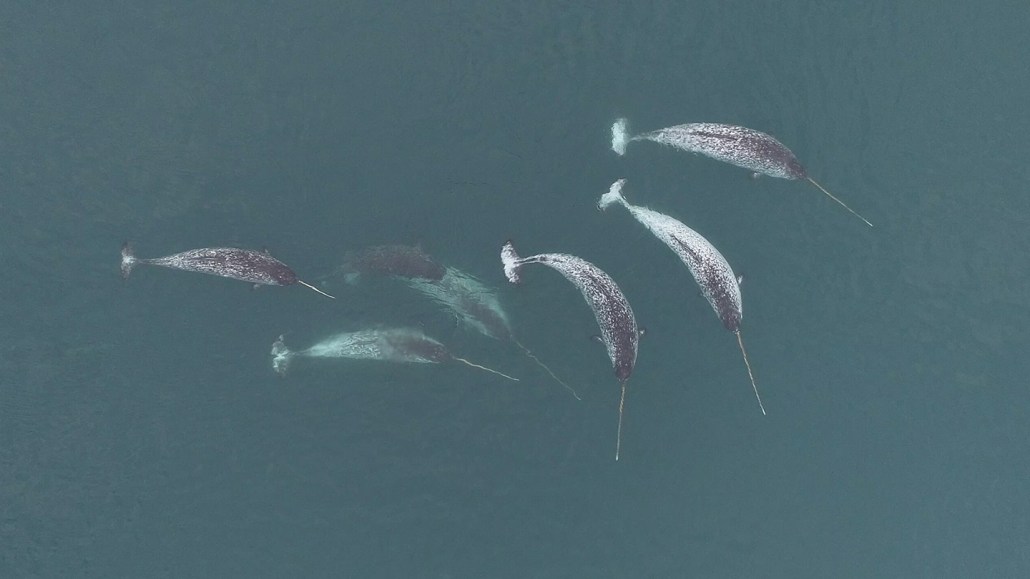Aerial shot of six narwhals.