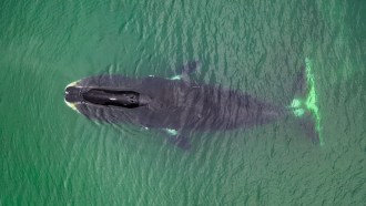 Aerial view of a bowhead whale, Balaena mysticetus, Sea of Okhotsk, eastern Russia.