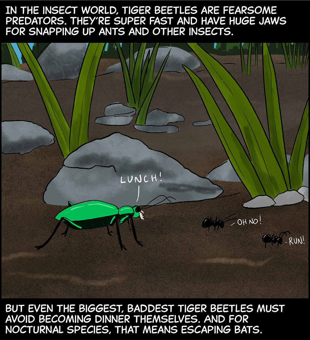 Text (above image): In the insect world, tiger beetles are fearsome predators. They’re super fast and have huge jaws for snapping up ants and other insects. Image: A green beetle scuttles across the ground after two fleeing ants. The beetle is saying, “Lunch!” The ants say, “Oh no!” and “Run!” Text (below image): But even the biggest, baddest tiger beetles must avoid becoming dinner themselves. And for nocturnal species, that means escaping bats. 