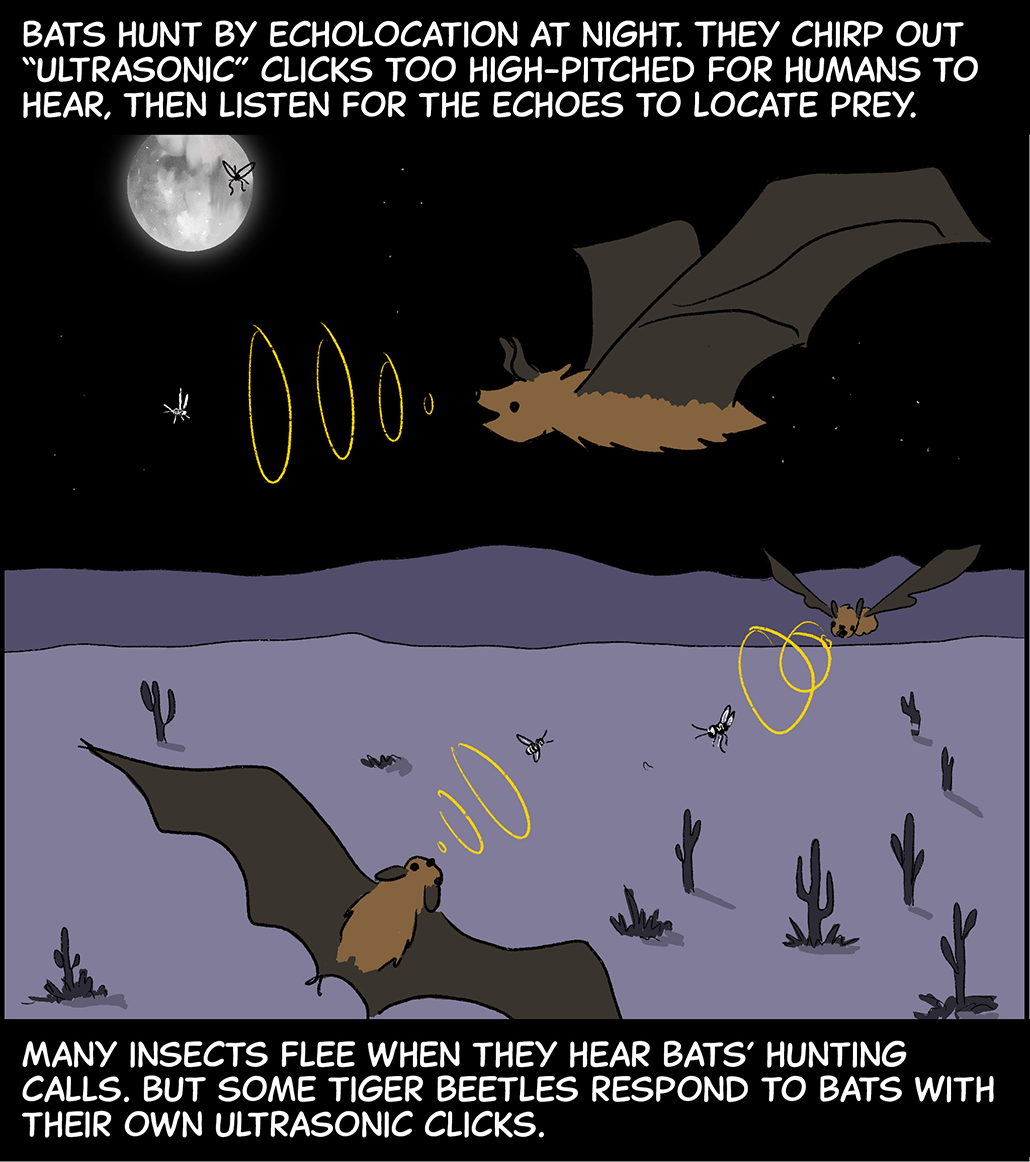 Text (above image): Bats hunt by echolocation at night. They chirp out “ultrasonic” clicks too high-pitched for humans to hear, then listen for the echoes to locate prey. Image: Three bats chase insects through the sky at night. A full moon illuminates the bats, insects and the landscape below, dotted with cacti. The bats’ echolocation calls are illustrated as yellow rings that spread out from their mouths, toward the insects they’re chasing. Text (below image): Many insects flee when they hear bats’ hunting calls. But some tiger beetles respond to bats with their own ultrasonic clicks. 