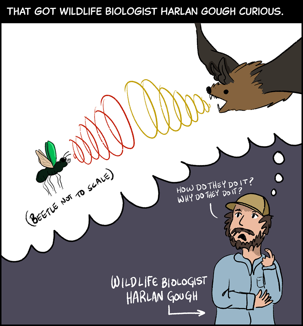 Text (above image): That got wildlife biologist Harlan Gough curious. Image: A man with a beard, wearing a yellow hat and a button-down shirt taps his chin while he thinks. The man is labeled “Wildlife biologist Harlan Gough.” A thought bubble above his head shows bat sending ultrasonic clicks at a beetle, which is sending ultrasonic clicks right back. Gough is thinking, “How do they do it? Why do they do it?” 