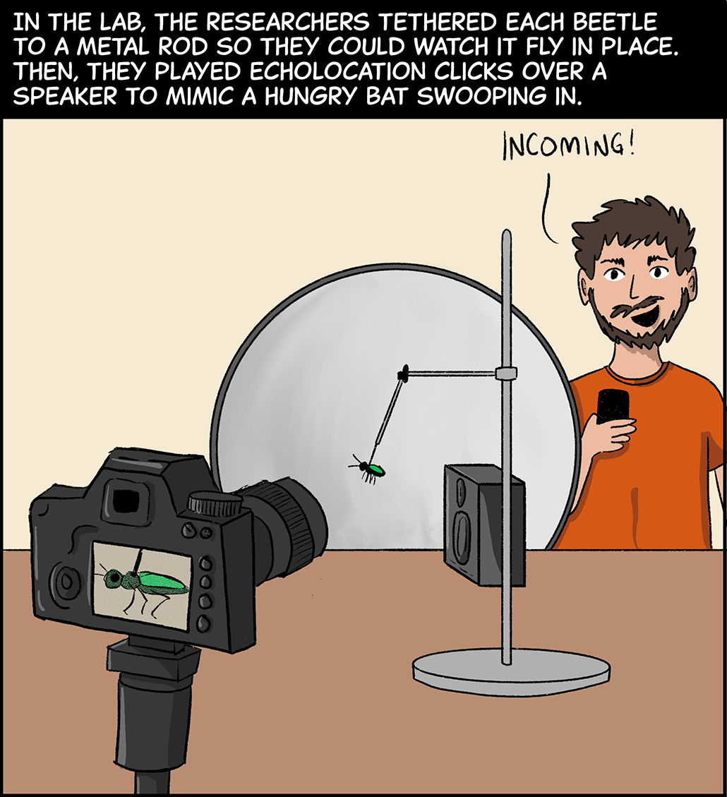 Text (above image): In the lab, the researchers tethered each beetle to a metal rod so they could watch it fly in place. Then, they played echolocation clicks over a speaker to mimic a hungry bat swooping in. Image: On a table, a beetle’s back is tethered to a metal rod. In front of the beetle is a camera, zoomed in on the insect. Behind the beetle is a speaker. Gough stands beside the table, holding a phone, saying, “Incoming!” 