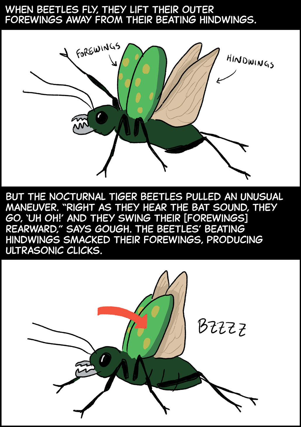 Text (above top image): When beetles fly, they lift their outer forewings away from their beating hindwings. Image (top): A beetle lifts a pair of green and yellow-spotted wings, labeled “forewings,” up and away from its body. This allows a pair of translucent, labeled “hindwings,” to spread out from underneath. Text (above bottom image): But nocturnal tiger beetles pulled an unusual maneuver. “Right as they hear the bat sound, they go, ‘Uh oh!’ and they swing their [forewings] rearward,” says Gough. The beetles’ beating hindwings smacked their forewings, producing ultrasonic clicks. Image (bottom): The same beetle from before pulls its green and yellow-spotted hindwings back so that they overlap with the translucent hindwings. This creates a “bzzzz” sound. 