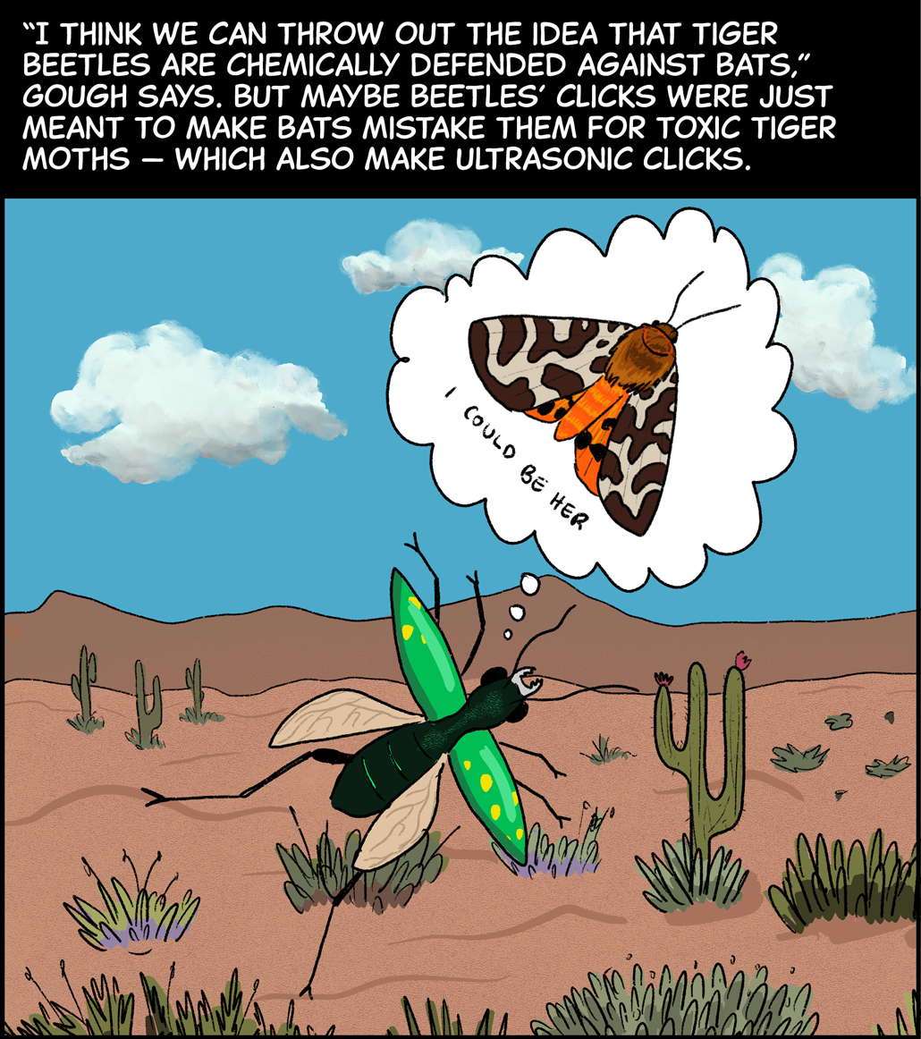 Text (above image): “I think we can throw out the idea that tiger beetles are chemically defended against bats,” Gough says. But maybe beetles’ clicks were just meant to make bats mistake them for toxic tiger moths — which also make ultrasonic clicks. Image: A green tiger beetle flies over a desert landscape under a bright blue sky. A thought bubble over the beetle’s head shows a brown and orange tiger moth. The beetle thinks, “I could be her…” 