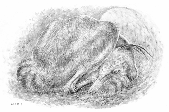a black and white sketch of a sleeping dinosaur curled up in a position similar to that of a bird