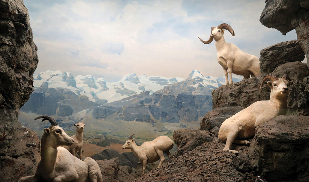a group of taxidermied goats are arranged across a rocky landscape with a painted mountain range in the background