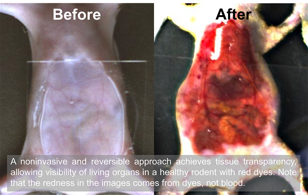 a before and after image of a mouse stomach showing that after dye is applied the stomach skin becomes transparent. in the after image the mouse's organs, intestines and various blood vessels are visible