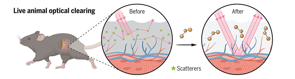 a diagram showing how light is usually scattered by the properties of a mouses skin, making it opaque, and a diagram showing how light moves in a straight line after dye is applied