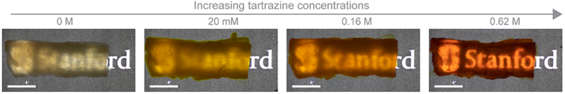 a series of photos showing how greater amounts of tartrazine rubbed into chicken skin made it increasingly more transparent.