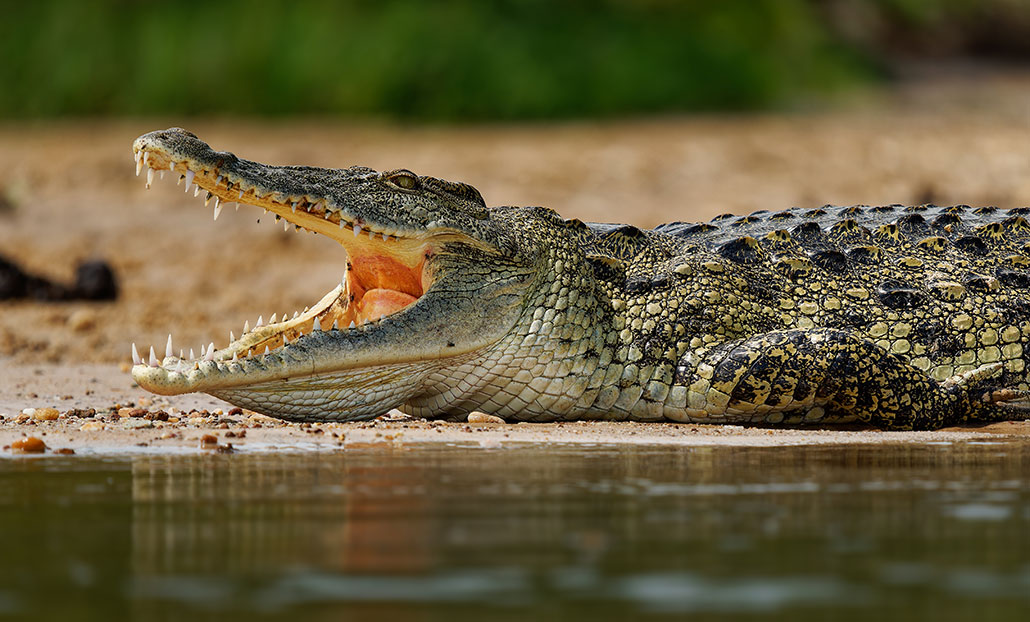 a photo of the front half of a crocodile, as seen from the side, with mouth open wide