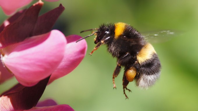 a fuzzy black and yellow bumblebee hovers in the air beside a pink flower