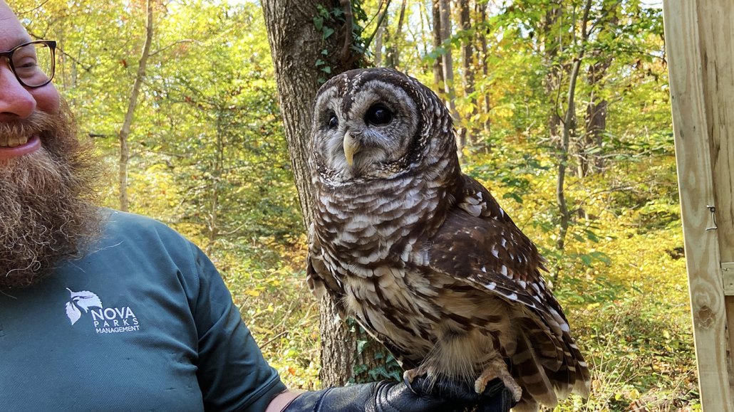 a photo of a barred owl being held by a volunteer outside in Pototmac Overlook Regional Park