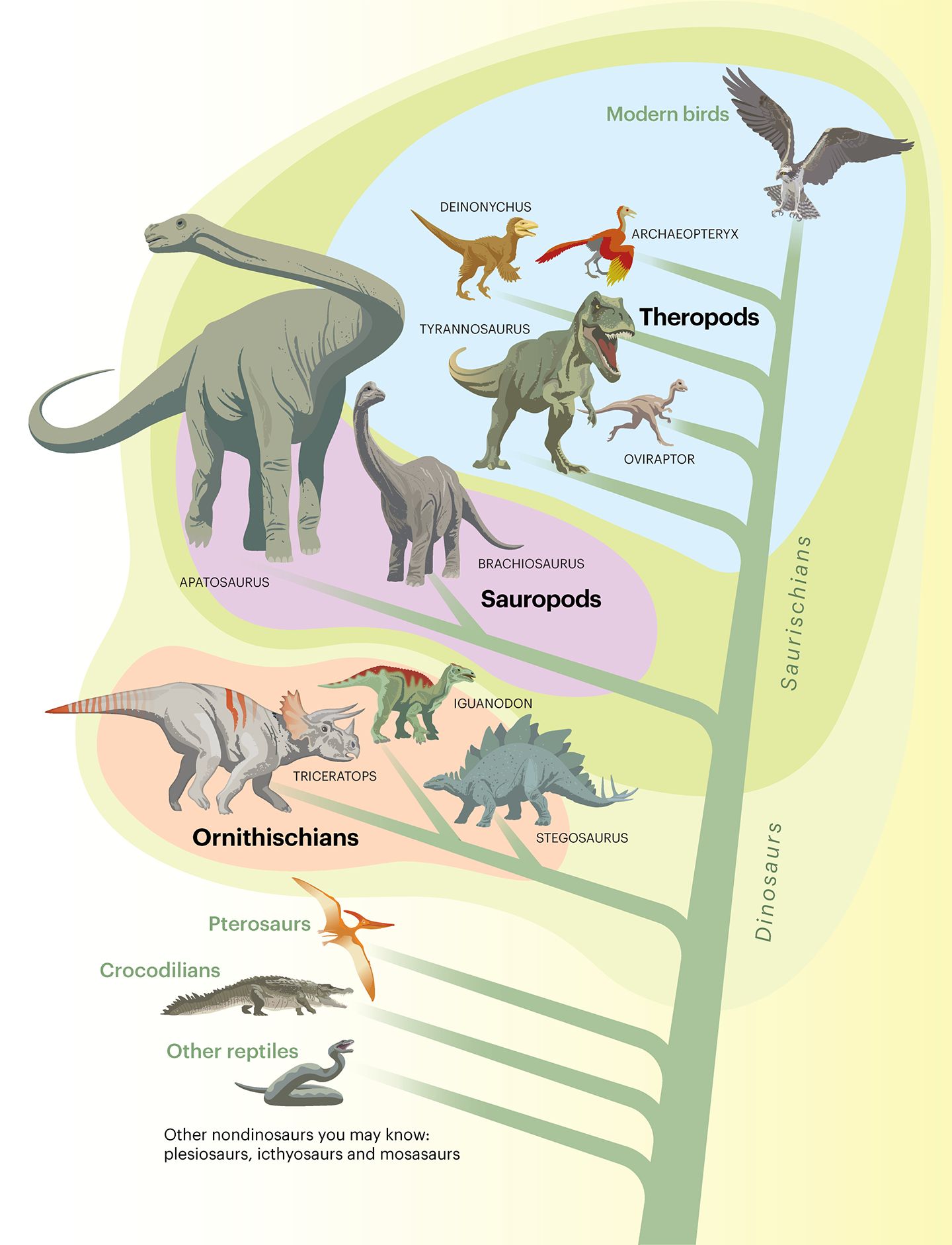 an illustration of the dinosaur family tree