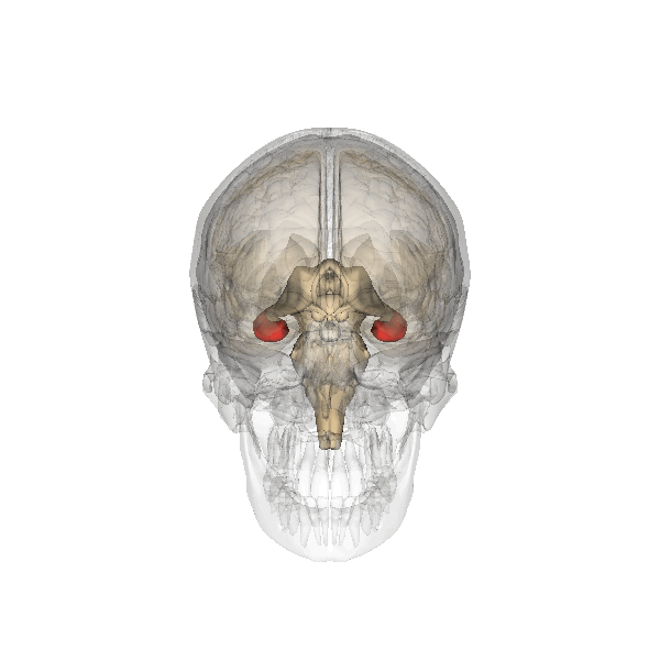 a rotating view of a transparent human skull shows where the hippocampi sit within the human brain, marked as two red spots near the center of the head