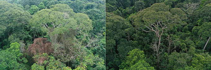 Two images side by side. One show a tree right after the lightning strike. And the left shows the tree with more room, benefiting the tree, years later.