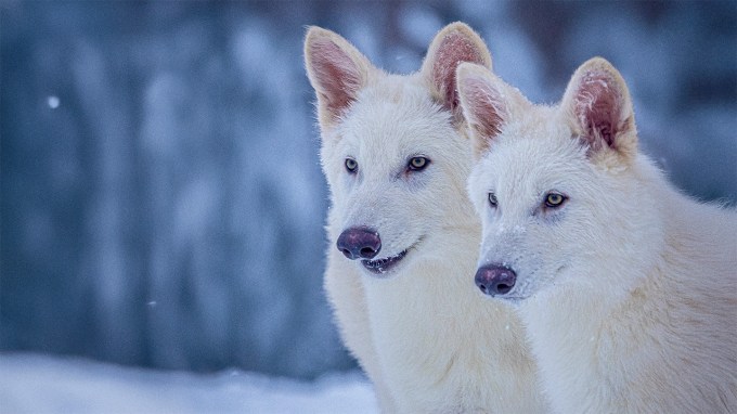 Two white dire wolves stand next to each other in front of a snowy background.