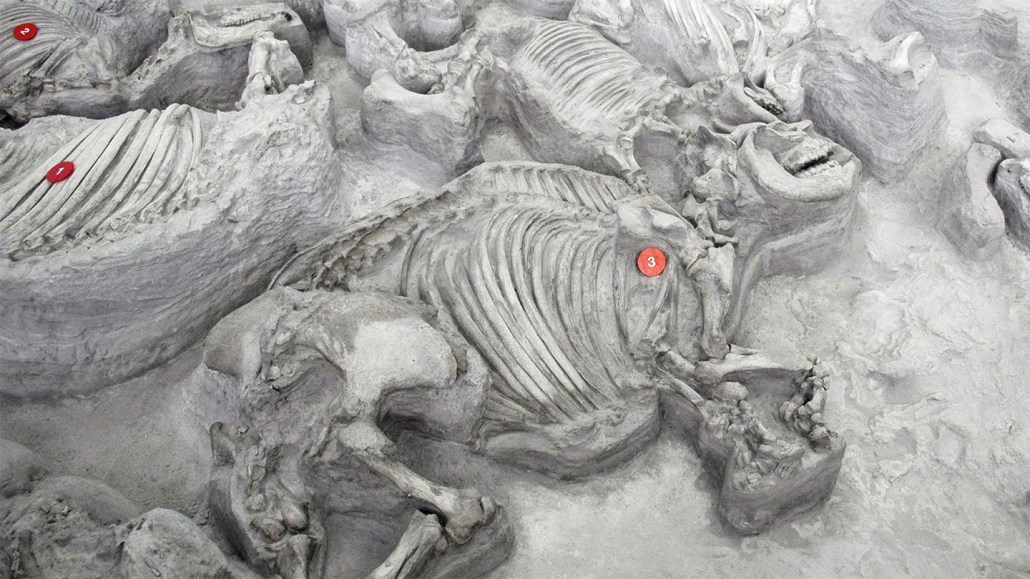 A fossilized ancient rhino lays embedded in the ground at the Ashfall research site, surrounded by other fossils