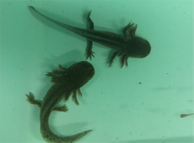 An image of captive axolotls being used in a research study