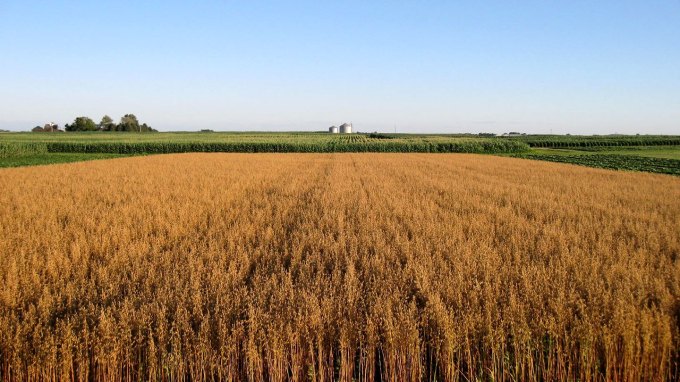 an oat field ready to harvest on a research farm, golden oats can be seen almost to the horizon