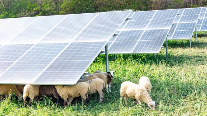 a group of sheep graze in long grass under the shade of a solar panel