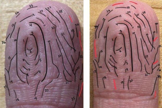 Two images of the same finger pad after water dunks on two different days. Black lines trace the wrinkles that are consistent between the two images, and corresponding wrinkles are numbered. Red lines indicate inconsistent wrinkles.