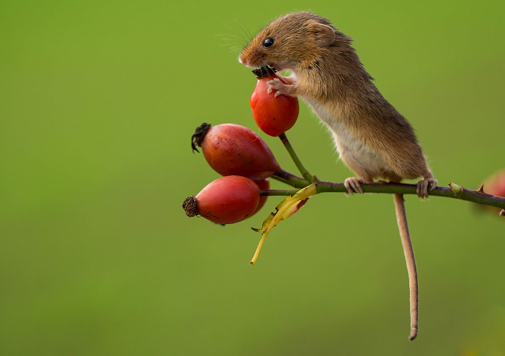 a small brown harvest mouse stands on a branch ending in three red berries. It is attempting to eat the closest berry while standing on hind feet.