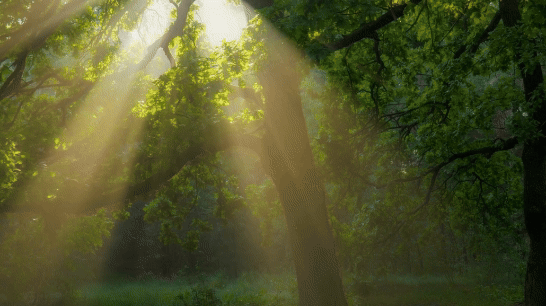 an animated image showing sunlight filtering through a lush green canopy of leaves