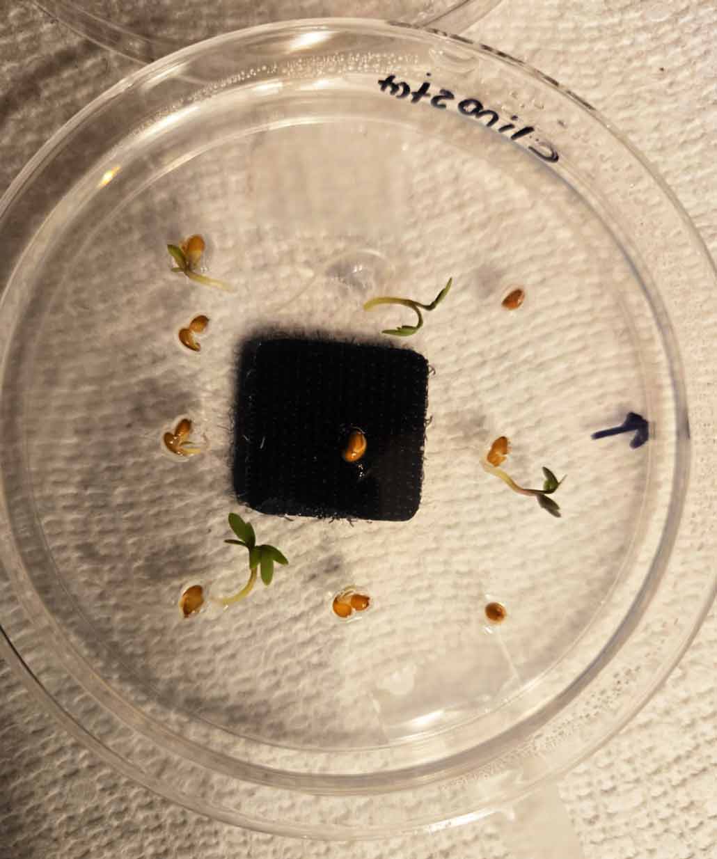 spiraling sprouts in a petri dish