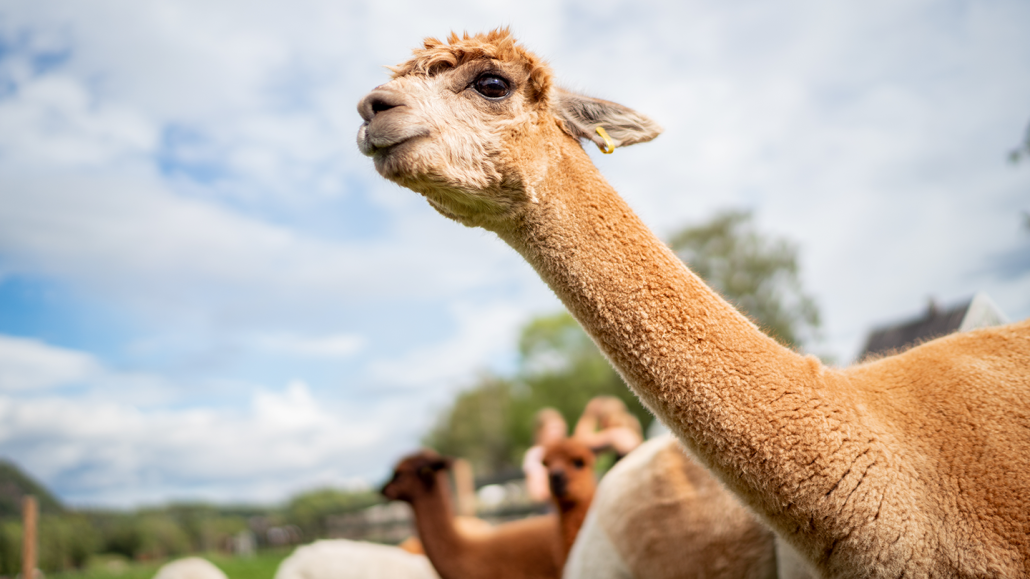 a brown llama is stretching its neck out to look at something off camera, behind it are other ungulates